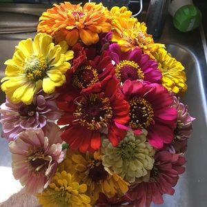 Meet your Posher, Jackie